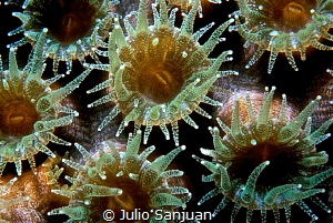 Anemone in Belize, during night dive by Julio Sanjuan 